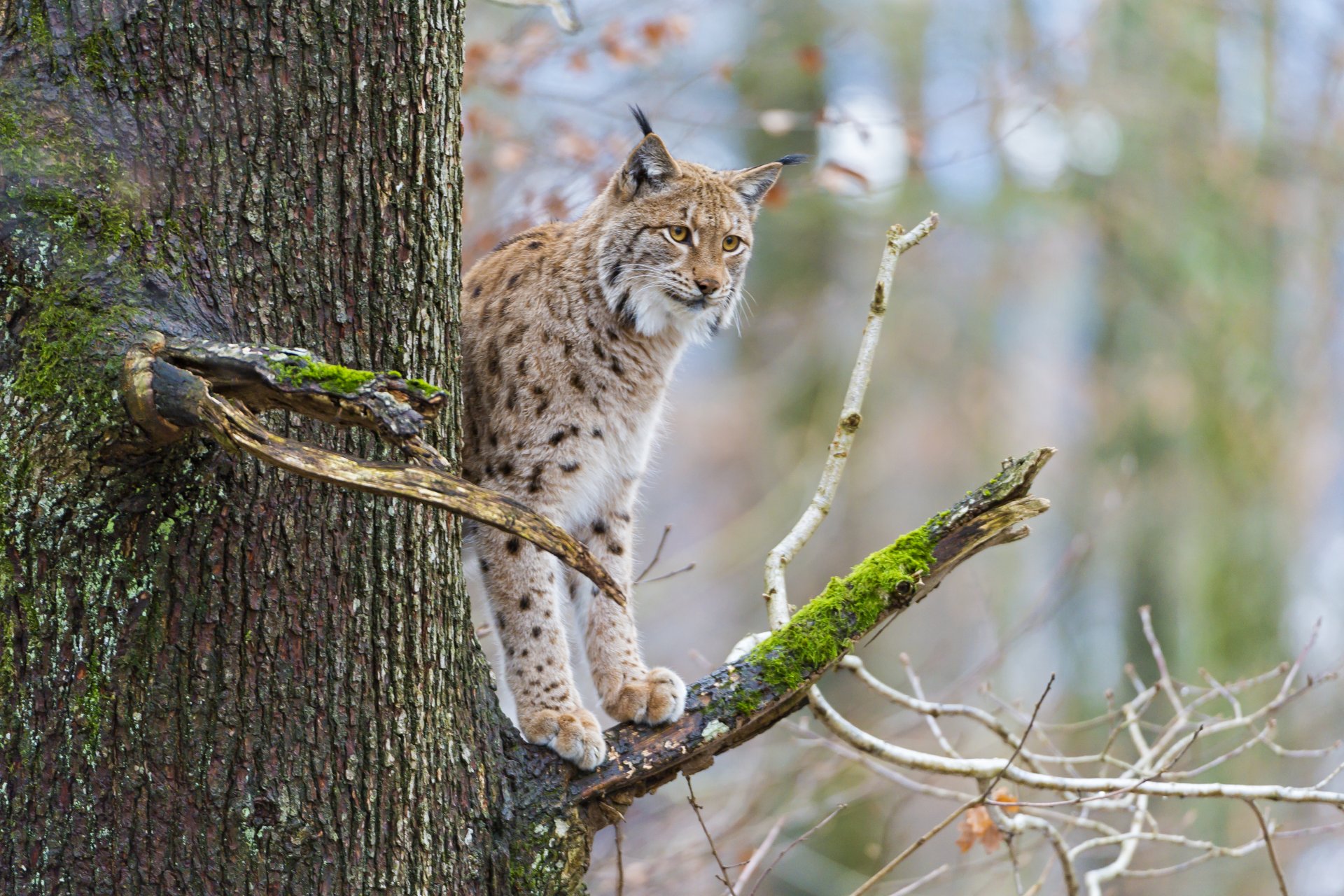 рысь кошка дерево ветка мох ©tambako the jaguar