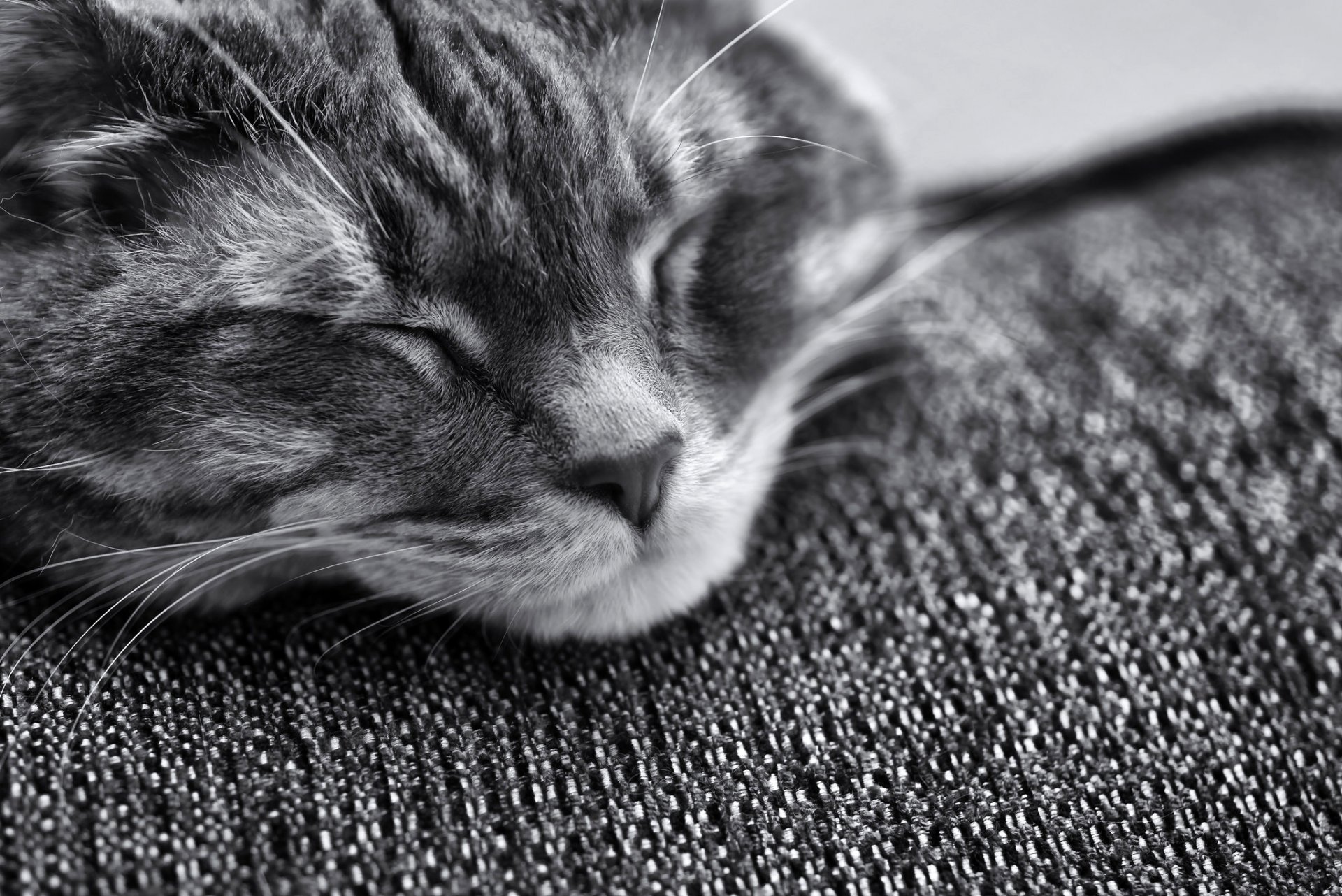 katze katze schläft schnauze schnauze schwarz und weiß