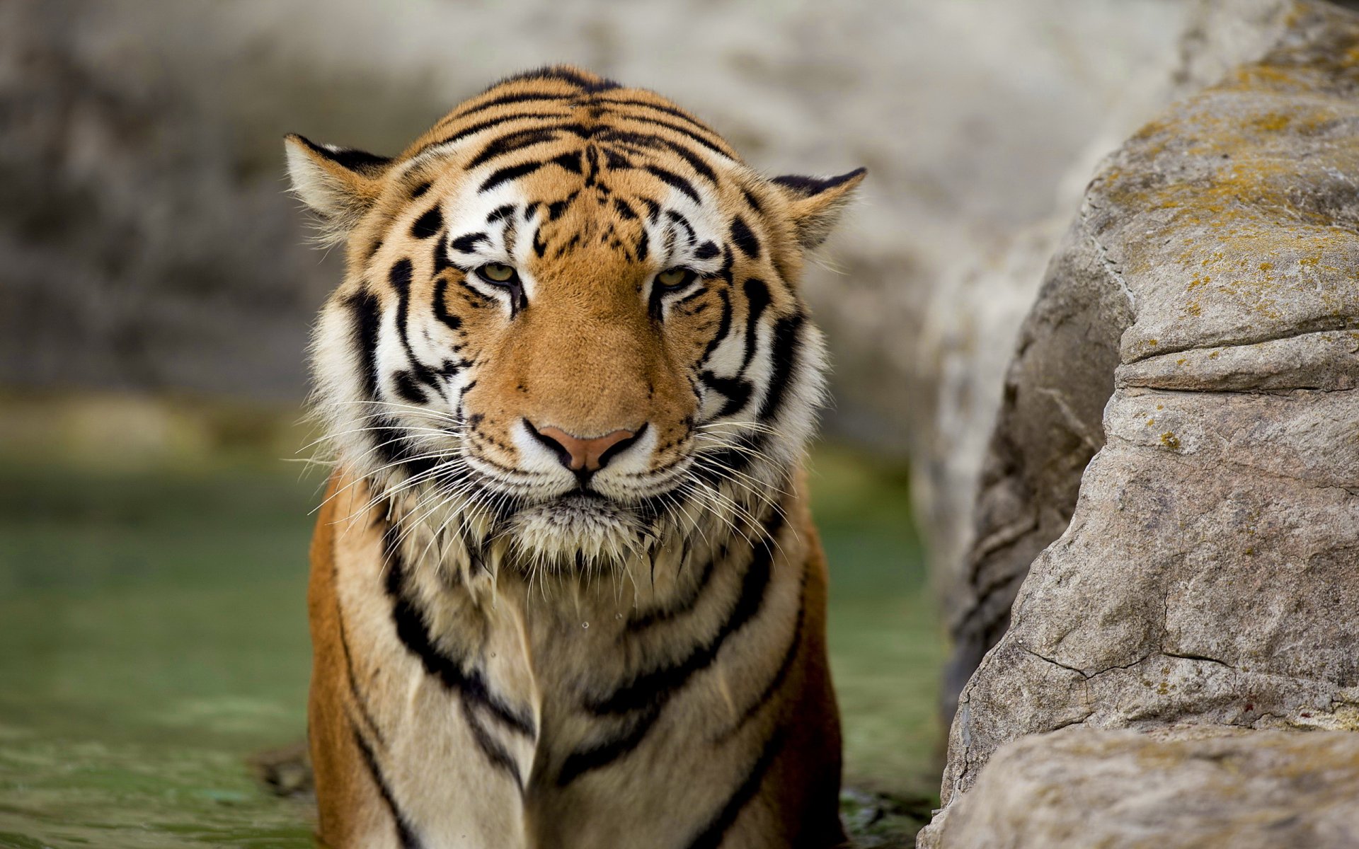 tiger face view wet predator