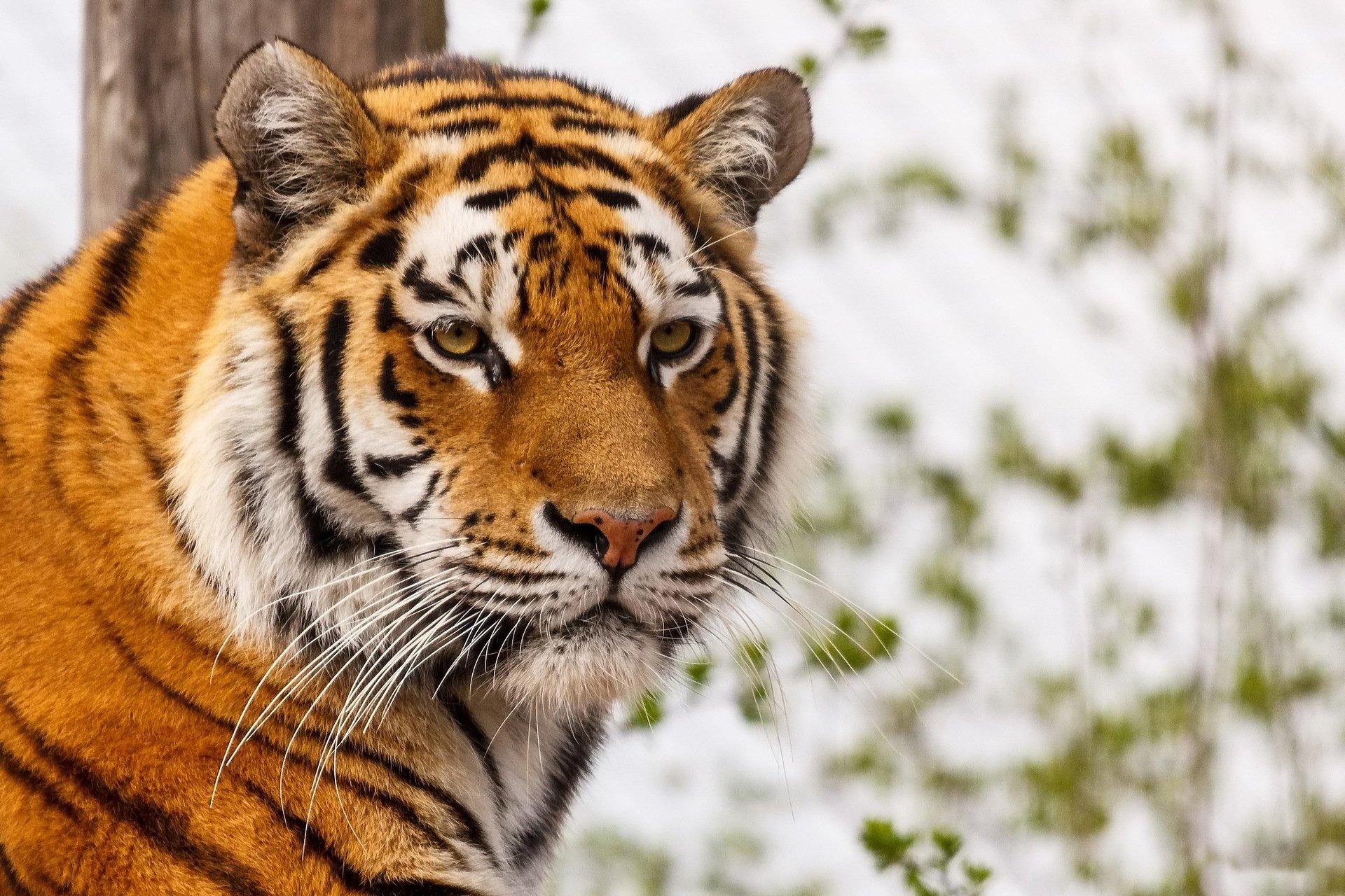 tigre hocico bigote mirada depredador