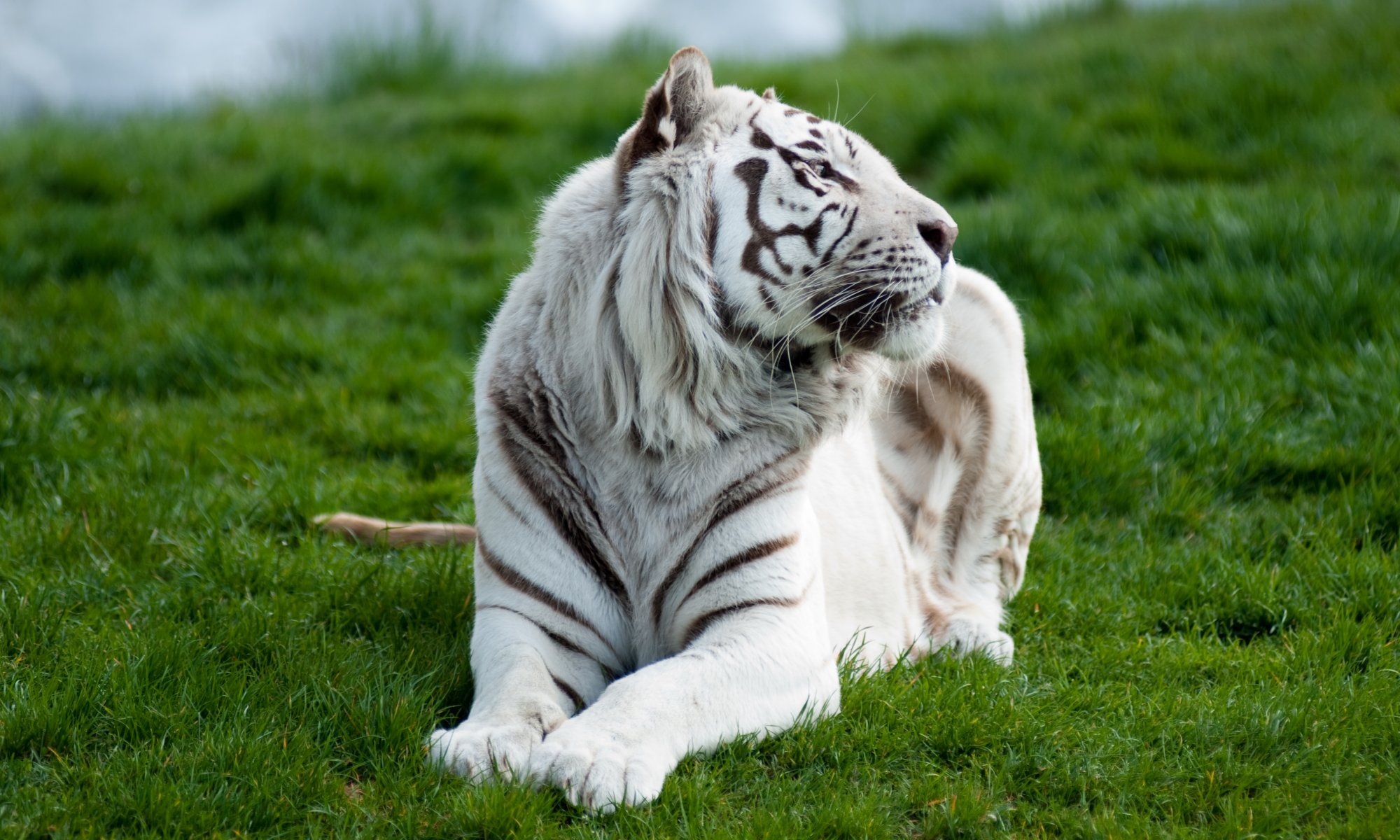 tigre blanc herbe prédateur