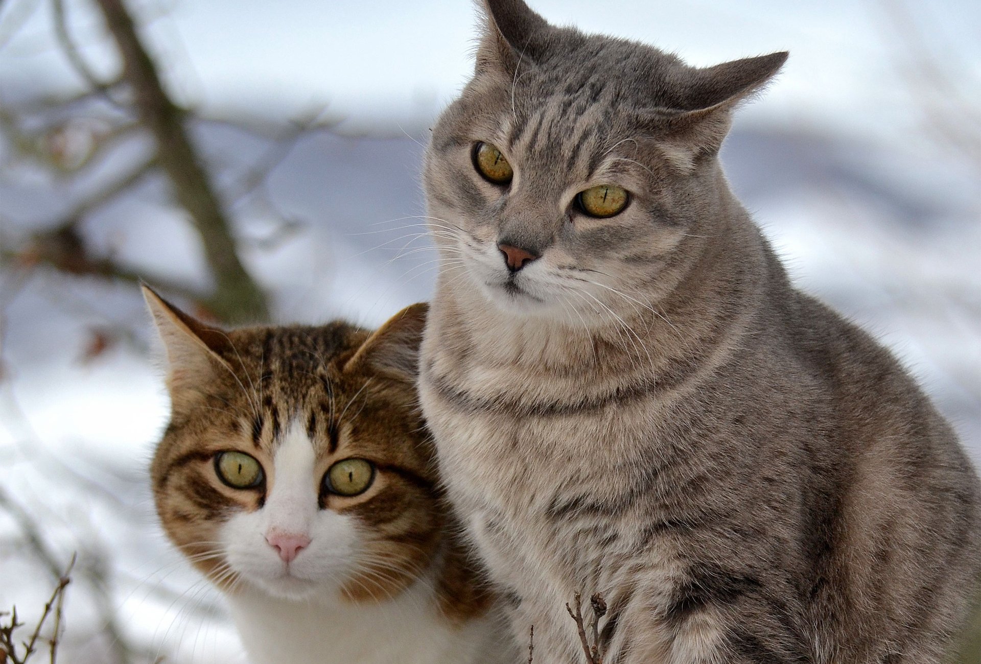 gatti gatti neve due passeggiata