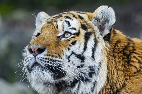 A beautiful look from a tiger