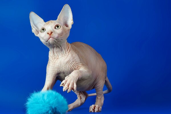 Die Sphinx-Katze spielt einen flauschigen Ball