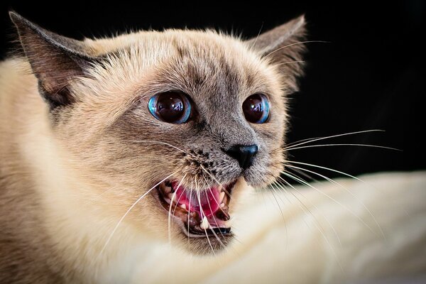 El gato siamés asusta con un silbido