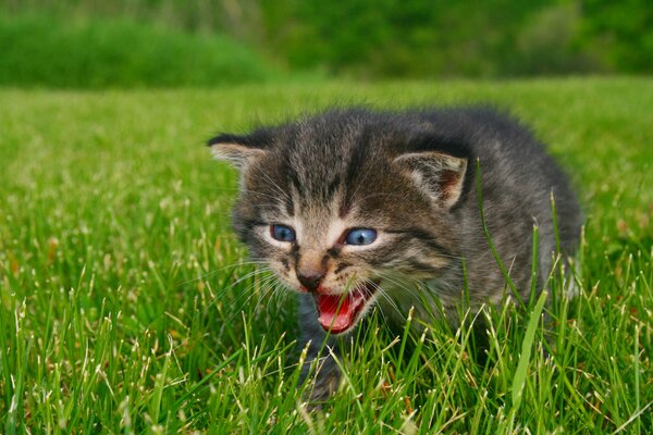 Piccolo gattino miagola sull erba