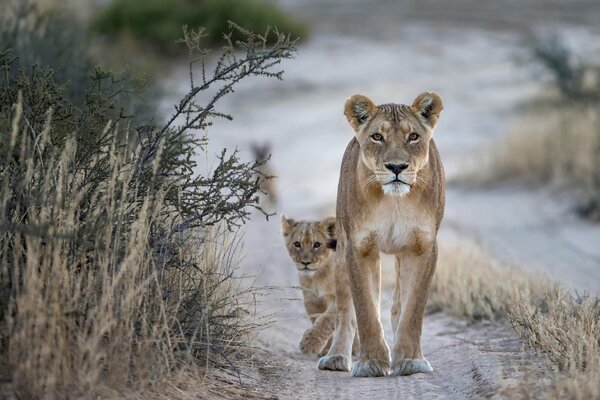 A lioness with a lion cub in the wild