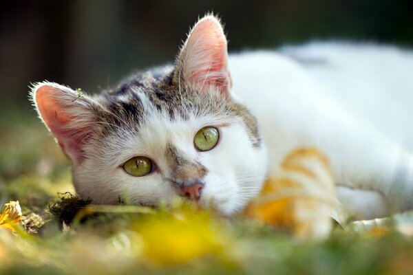 Katze im Sommer Hintergrund