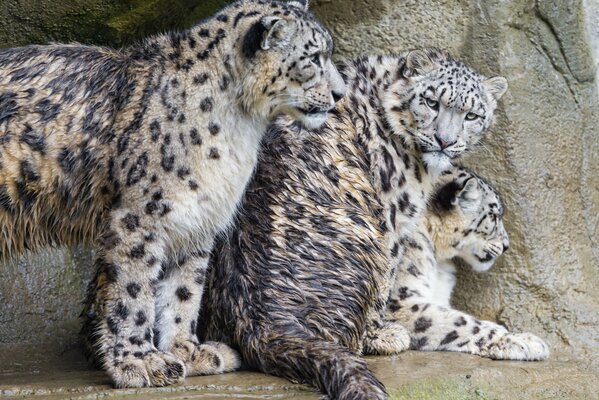 Photos of a family of predatory cats