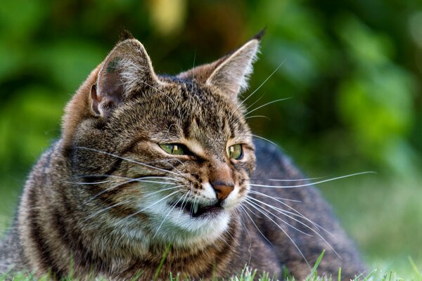 A grinning green-eyed cat lies in the grass