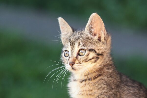 The surprised kitten stared questioningly