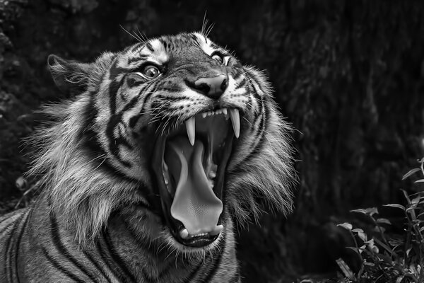 Fotografía en blanco y negro de un tigre gruñendo