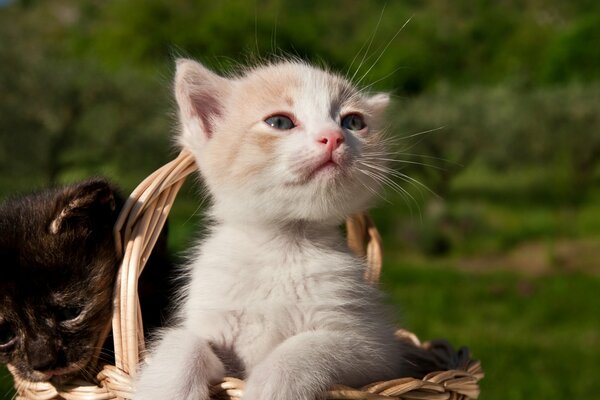 Lindos gatitos en una cesta. Gatito blanco y negro