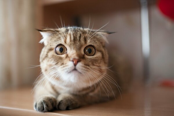 Gato acostado en una mesa con una mirada divertida