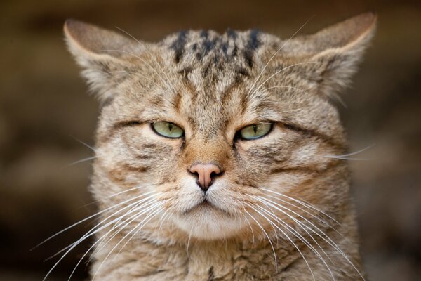 Chat sauvage européen