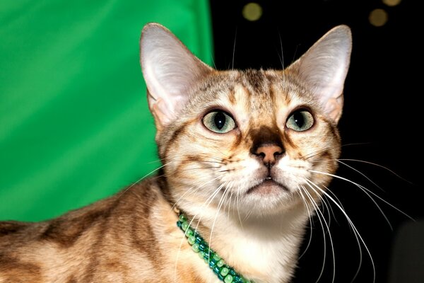 Gato bengalí con collar verde