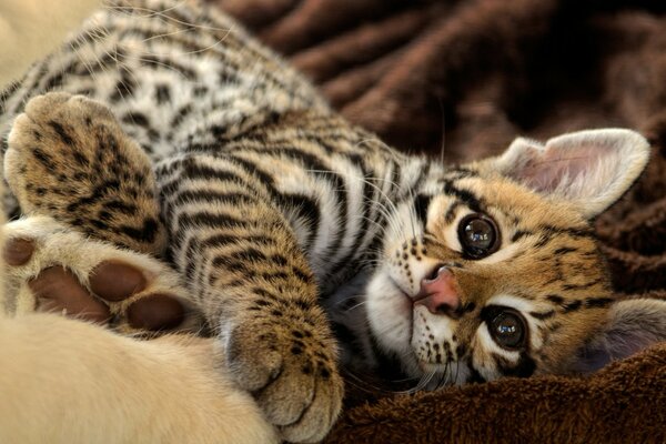 Hermoso gatito tumbado en una manta