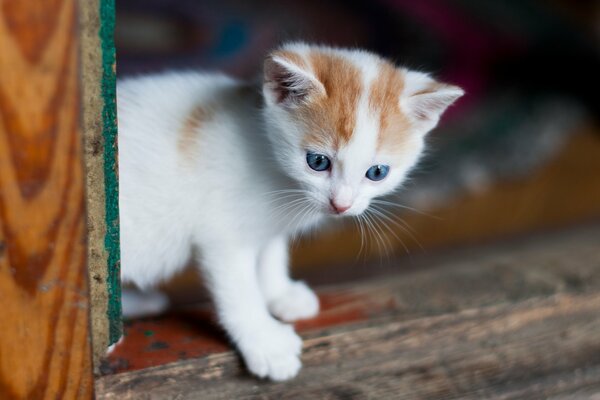 A cute kitten with blue eyes