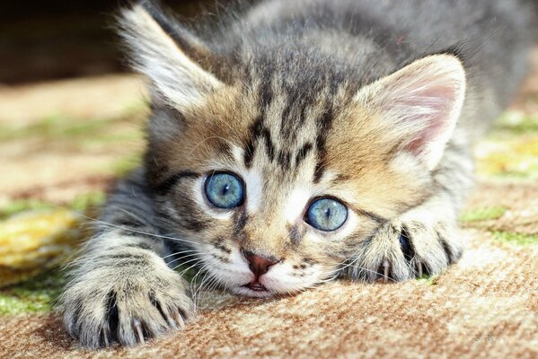 A cat with big blue eyes