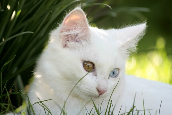 A white kitten with multicolored eyes in the tall grass