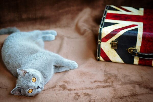 Eine graue Katze mit gelben Augen liegt und ein Koffer mit einer britischen Flagge liegt daneben