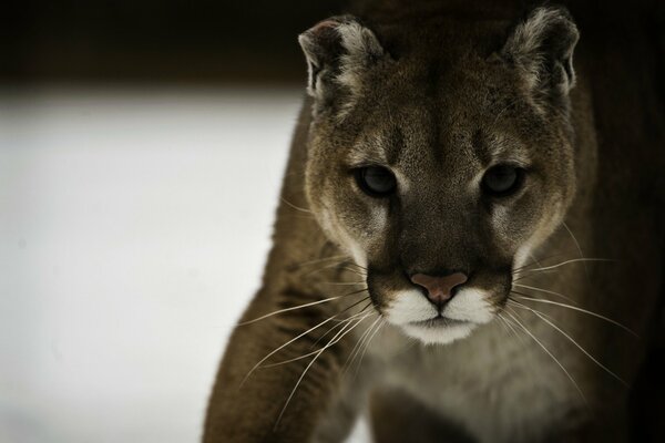 Cougar bereitet sich auf einen Sprung im Schnee vor