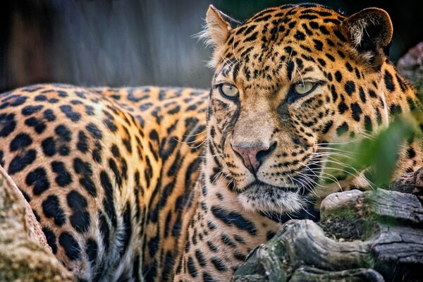 Tiger-colored leopard looks