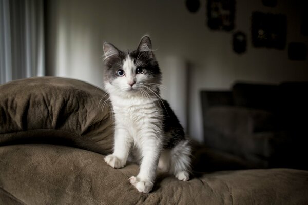 The spotted cat sat down on a chair