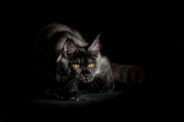 Schwarze Maine Coon auf dunklem Hintergrund