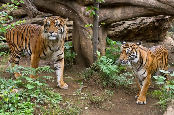 A pair of tigers in the wild