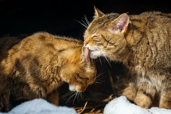 Katzen waschen sich gegenseitig