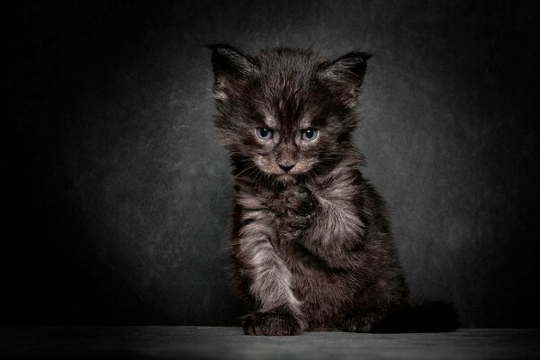 Dark fluffy kitten on a black background