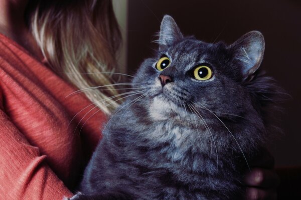 The gray cat looks into the girl s eyes