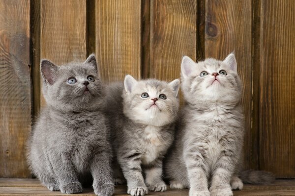 Beaux chatons gris