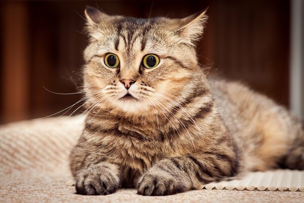 Chat effrayé avec de grands yeux