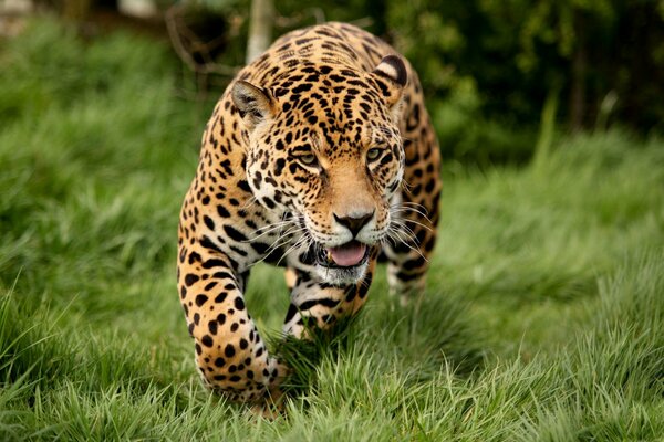 Hungry Jaguar prepares to attack