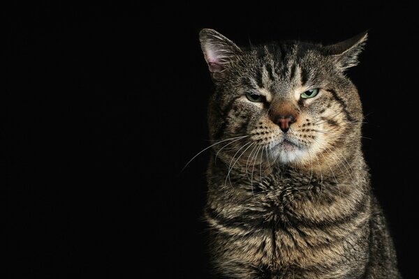 Nachdenklicher Blick einer erwachsenen Katze