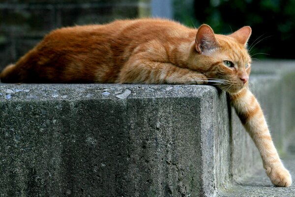 Die rote Katze liegt mit ausgestreckten Pfoten