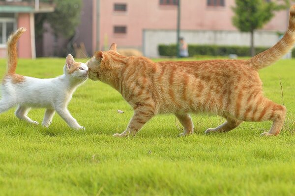 Treffen im Gras der entzückenden Katzen