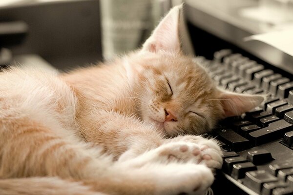 El gato rojo yace en el teclado