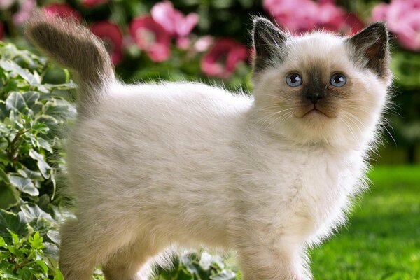 Kashka mignon avec des yeux bleus dans la nature