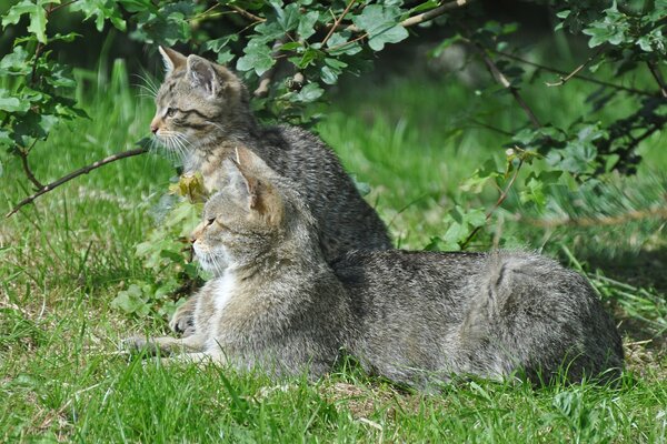 A couple of cats hiding in a branch