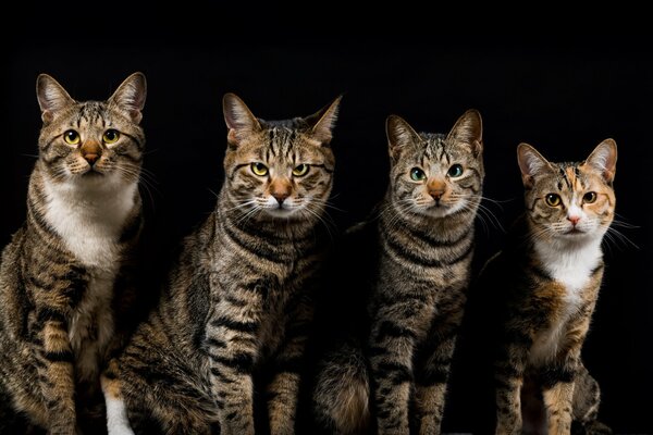 Gatos a rayas sobre fondo negro