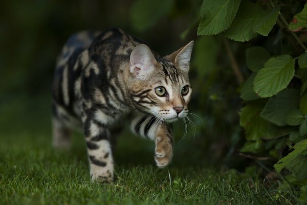 Bengal cat hunts for a bush in the grass