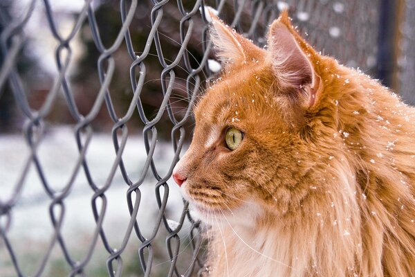 Pelirroja Maine Coon cerca de la valla en la nieve