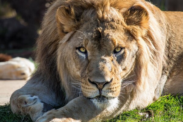 The calm gaze of a formidable lion