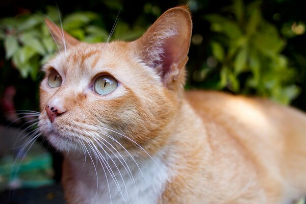 Rote Katze mit grünen Augen