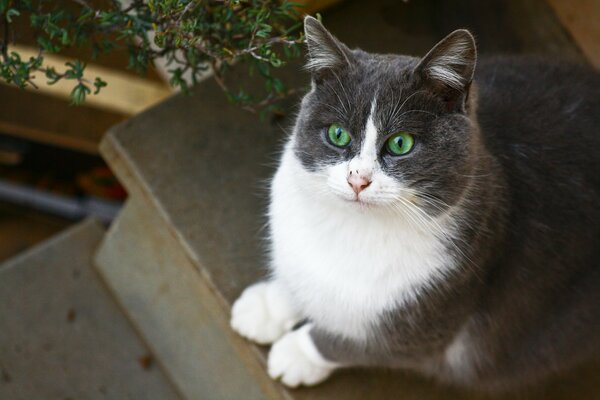 Gato gris blanco con ojos verdes