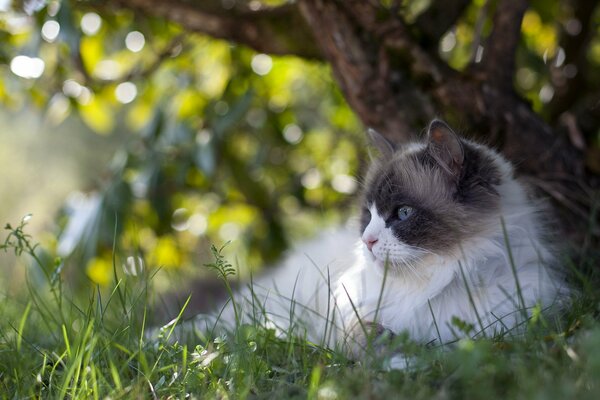 Flauschige Katze im Sommer unter einem Baum