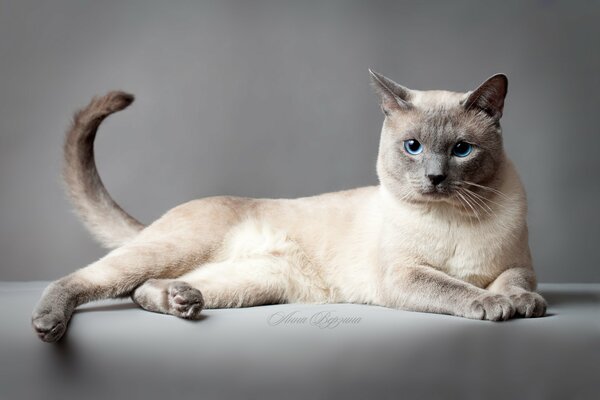 Gato tailandés con ojos azules